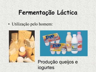 Fermentação Láctica
• Utilização pelo homem:
Produção queijos e
iogurtes
 