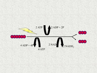 2 ATP 2 ADP + 2P
4 ATP
4 ADP + 4P 2 NAD
2 NADH2
 