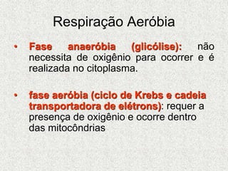 Respiração Aeróbia
• Fase anaeróbia (glicólise): não
necessita de oxigênio para ocorrer e é
realizada no citoplasma.
• fase aeróbia (ciclo de Krebs e cadeia
transportadora de elétrons): requer a
presença de oxigênio e ocorre dentro
das mitocôndrias
 