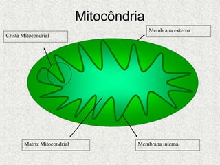 Membrana interna
Membrana externa
Matriz Mitocondrial
Crista Mitocondrial
Mitocôndria
 
