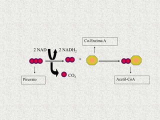 2 NAD 2 NADH2
CO2
+
Co-Enzima A
Acetil-CoA
Piruvato
 