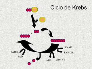 +
ATP ADP + P
3 NAD
3 NADH2
FAD
FADH2
Ciclo de Krebs
 