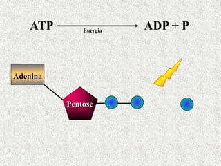 Adenina
Pentose
ATP ADP + P
Energia
 