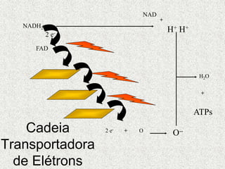 NADH2
FAD
2 e- + O
O--
H+ H+
H2O
+
NAD
2 e-
+
ATPs
Cadeia
Transportadora
de Elétrons
 