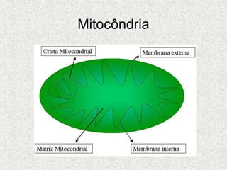 Mitocôndria
 