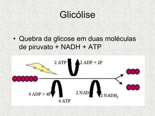 Glicólise
• Quebra da glicose em duas moléculas
de piruvato + NADH + ATP
 