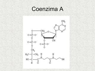 Coenzima A
 