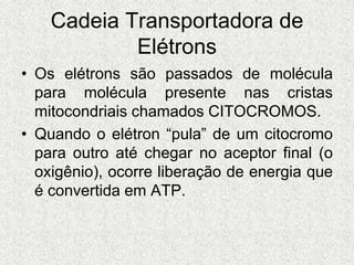 Cadeia Transportadora de
Elétrons
• Os elétrons são passados de molécula
para molécula presente nas cristas
mitocondriais chamados CITOCROMOS.
• Quando o elétron “pula” de um citocromo
para outro até chegar no aceptor final (o
oxigênio), ocorre liberação de energia que
é convertida em ATP.
 