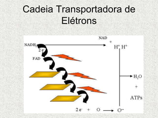 Cadeia Transportadora de
Elétrons
 