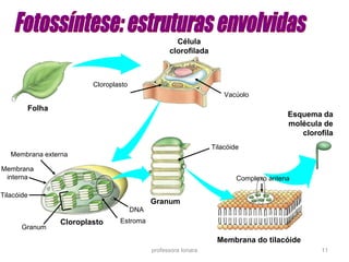 Célula 
clorofilada 
Esquema da 
molécula de 
Membrana do tilacóide 
clorofila 
professora Ionara 11 
Folha 
Granum 
Membrana externa 
Cloroplasto 
Membrana 
interna 
Tilacóide 
Granum 
DNA 
Estroma 
Vacúolo 
Cloroplasto 
Tilacóide 
Complexo antena 
 