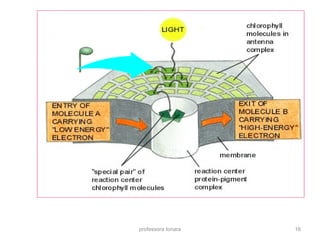professora Ionara 16 
 