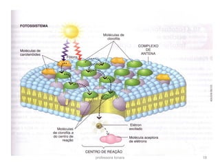 professora Ionara 18 
 
