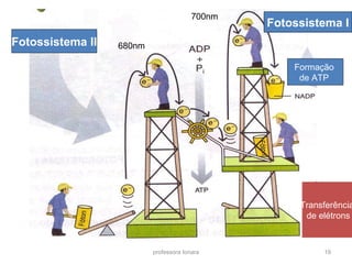 Fotossistema I 
Formação 
de ATP 
professora Ionara 19 
Fotossistema II 
Transferência 
de elétrons 
700nm 
680nm 
 