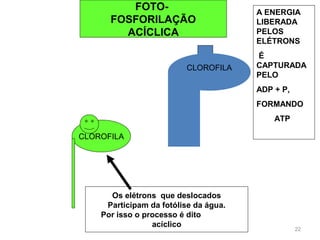 professora Ionara 22 
CLOROFILA 
Os elétrons que deslocados 
Participam da fotólise da água. 
Por isso o processo é dito 
acíclico 
CLOROFILA 
A ENERGIA 
LIBERADA 
PELOS 
ELÉTRONS 
É 
CAPTURADA 
PELO 
ADP + P, 
FORMANDO 
ATP 
FOTO-FOSFORILAÇÃO 
ACÍCLICA 
 