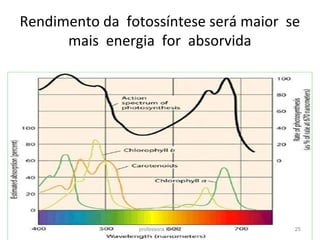 Rendimento da fotossíntese será maior se 
mais energia for absorvida 
professora Ionara 25 
 