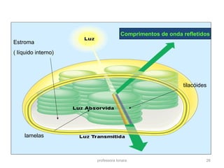 tilacóides 
professora Ionara 26 
Estroma 
( líquido interno) 
lamelas 
Comprimentos de onda refletidos 
 