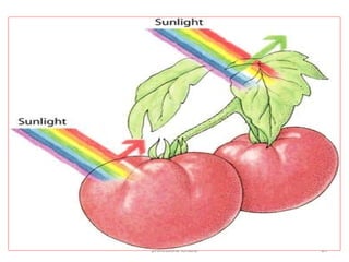 Cada pigmento absorve algumas 
freqüências e reflete outras 
professora Ionara 27 
 