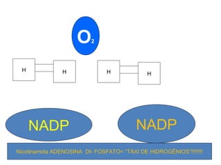 NADP NADP 
professora Ionara 32 
O2 
H H H H 
Nicotinamida ADENOSINA DI- FOSFATO= “TÁXI DE HIDROGÊNIOS”!!!!!!!! 
 