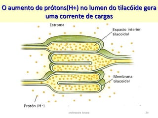 H O aumento de prótons(H++)) nnoo lluummeenn ddoo ttiillaaccóóiiddee ggeerraa 
uummaa ccoorrrreennttee ddee ccaarrggaass 
professora Ionara 34 
 