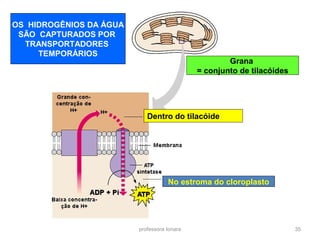 Grana 
= conjunto de tilacóides 
professora Ionara 35 
OS HIDROGÊNIOS DA ÁGUA 
SÃO CAPTURADOS POR 
TRANSPORTADORES 
TEMPORÁRIOS 
Dentro do tilacóide 
No estroma do cloroplasto 
 