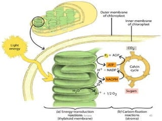 Onde ocorre cada etapa: 
professora Ionara 40 
 
