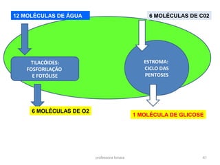 12 MOLÉCULAS DE ÁGUA 6 MOLÉCULAS DE C02 
professora Ionara 41 
TILACÓIDES: 
FOSFORILAÇÃO 
E FOTÓLISE 
ESTROMA: 
CICLO DAS 
PENTOSES 
6 MOLÉCULAS DE O2 1 MOLÉCULA DE GLICOSE 
 