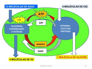 12 MOLÉCULAS DE ÁGUA 6 MOLÉCULAS DE C02 
ATP 
professora Ionara 42 
TILACÓIDES: 
FOSFORILAÇÃO 
E FOTÓLISE 
ESTROMA: 
CICLO DAS 
PENTOSES 
6 MOLÉCULAS DE O2 
1 MOLÉCULA DE GLICOSE 
ADP 
NADP 
LUZ 
NADPH2 
 