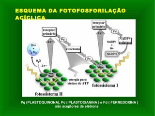 ESQUEMA DA FOTOFOSFORILAÇÃO
ACÍCLICA
Pq (PLASTOQUINONA), Pc ( PLASTOCIANINA ) e Fd ( FERREDOXINA )
são aceptores de elétrons
 