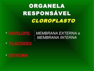 ORGANELA
RESPONSÁVEL
CLOROPLASTO

ENVELOPE: MEMBRANA EXTERNA e
MEMBRANA INTERNA

TILACÓIDES

ESTROMA
 