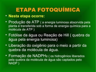 ETAPA FOTOQUÍMICA

Nesta etapa ocorre:

Produção de ATP ( a energia luminosa absorvida pela
planta é transferida sob a forma de energia química para a
molécula de ATP )

Fotólise da água ou Reação de Hill ( quebra da
água pela energia luminosa)

Liberação do oxigênio para o meio a partir da
quebra da molécula de água.

Formação de NADPH2 ( os hidrogênios liberados
pela quebra da molécula de água são captados pelo
NADP )
 