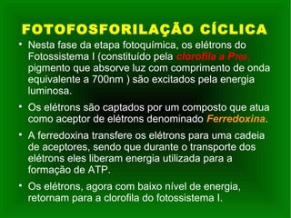FOTOFOSFORILAÇÃO CÍCLICA

Nesta fase da etapa fotoquímica, os elétrons do
Fotossistema I (constituído pela clorofila a P700 ,
pigmento que absorve luz com comprimento de onda
equivalente a 700nm ) são excitados pela energia
luminosa.

Os elétrons são captados por um composto que atua
como aceptor de elétrons denominado Ferredoxina.

A ferredoxina transfere os elétrons para uma cadeia
de aceptores, sendo que durante o transporte dos
elétrons eles liberam energia utilizada para a
formação de ATP.

Os elétrons, agora com baixo nível de energia,
retornam para a clorofila do fotossistema I.
 