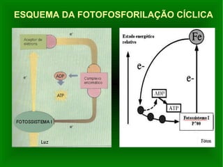 ESQUEMA DA FOTOFOSFORILAÇÃO CÍCLICA
 