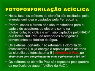 FOTOFOSFORILAÇÃO ACÍCLICA

Nesta fase, os elétrons da clorofila são excitados pela
energia luminosa e captados pela Ferredoxina.

Porém, esses elétrons não são transferidos para a
cadeia de aceptores de elétrons como na
fotofosforilação cíclica e sim, são captados pelo NADP
que forma NADPH2 ao receber os hidrogênios
provenientes da fotólise da água.

Os elétrons, portanto, não retornam à clorofila do
fotossistema I, cuja energia é reposta pelos elétrons
da clorofila do fotossistema II ( clorofila b P680, que
absorve luz com comprimento de onda equivalente a 680 nm ).

Os elétrons da clorofila P680 são repostos pela quebra
da molécula de água ( fotólise da H2O ).
 
