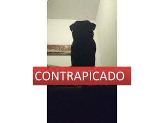 CONTRAPICADO
 