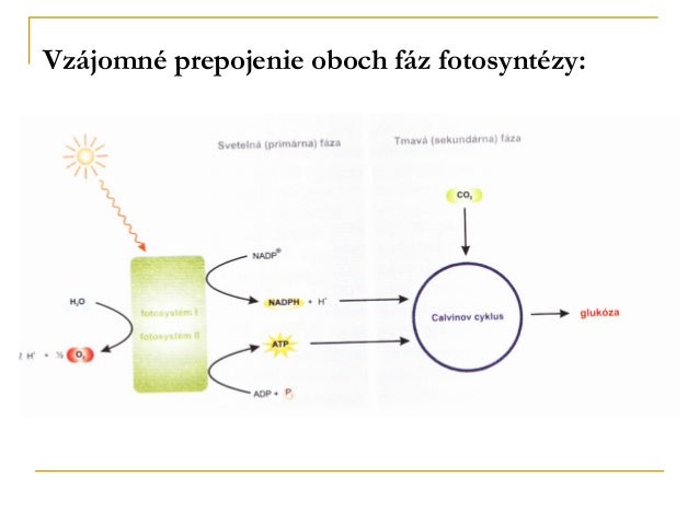 Faza Jasna I Ciemna Fotosyntezy Fotosynteza cela