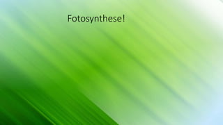 Fotosynthese!
 