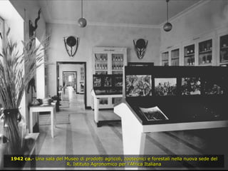 1942 ca. - Una sala del Museo di prodotti agricoli, zootecnici e forestali nella nuova sede del R. Istituto Agronomico per l'Africa Italiana 