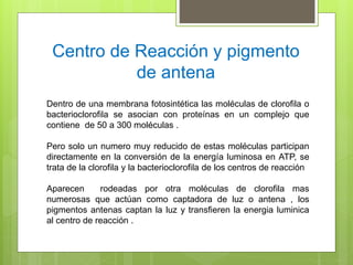 Centro de Reacción y pigmento
de antena
Dentro de una membrana fotosintética las moléculas de clorofila o
bacterioclorofila se asocian con proteínas en un complejo que
contiene de 50 a 300 moléculas .
Pero solo un numero muy reducido de estas moléculas participan
directamente en la conversión de la energía luminosa en ATP, se
trata de la clorofila y la bacterioclorofila de los centros de reacción
Aparecen rodeadas por otra moléculas de clorofila mas
numerosas que actúan como captadora de luz o antena , los
pigmentos antenas captan la luz y transfieren la energia luminica
al centro de reacción .
 