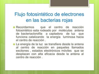 Flujo fotosintético de electrones
en las bacterias rojas
 Recordarmos que el centro de reacción
fotosintético esta rodeado por moléculas antena
de bacteriaclorofila a captadora de luz que
funciona catalizando la energía luminosa hacia
el centro de reacción .
 La energía de la luz se transfiere desde la antena
al centro de reacción en paquetes llamados
excitones , estados electrónicos móviles que se
desplazan con alta eficacia desde la antena al
centro de reacción .
 