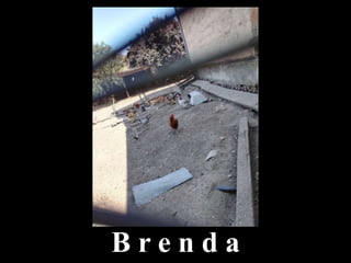 B r e n d a
 