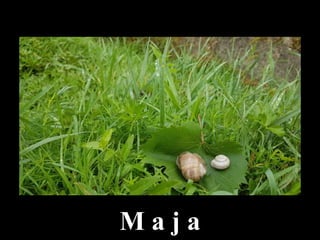 M a j a
 