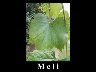 M e l i
 