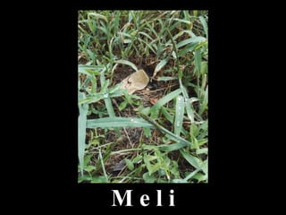 M e l i
 