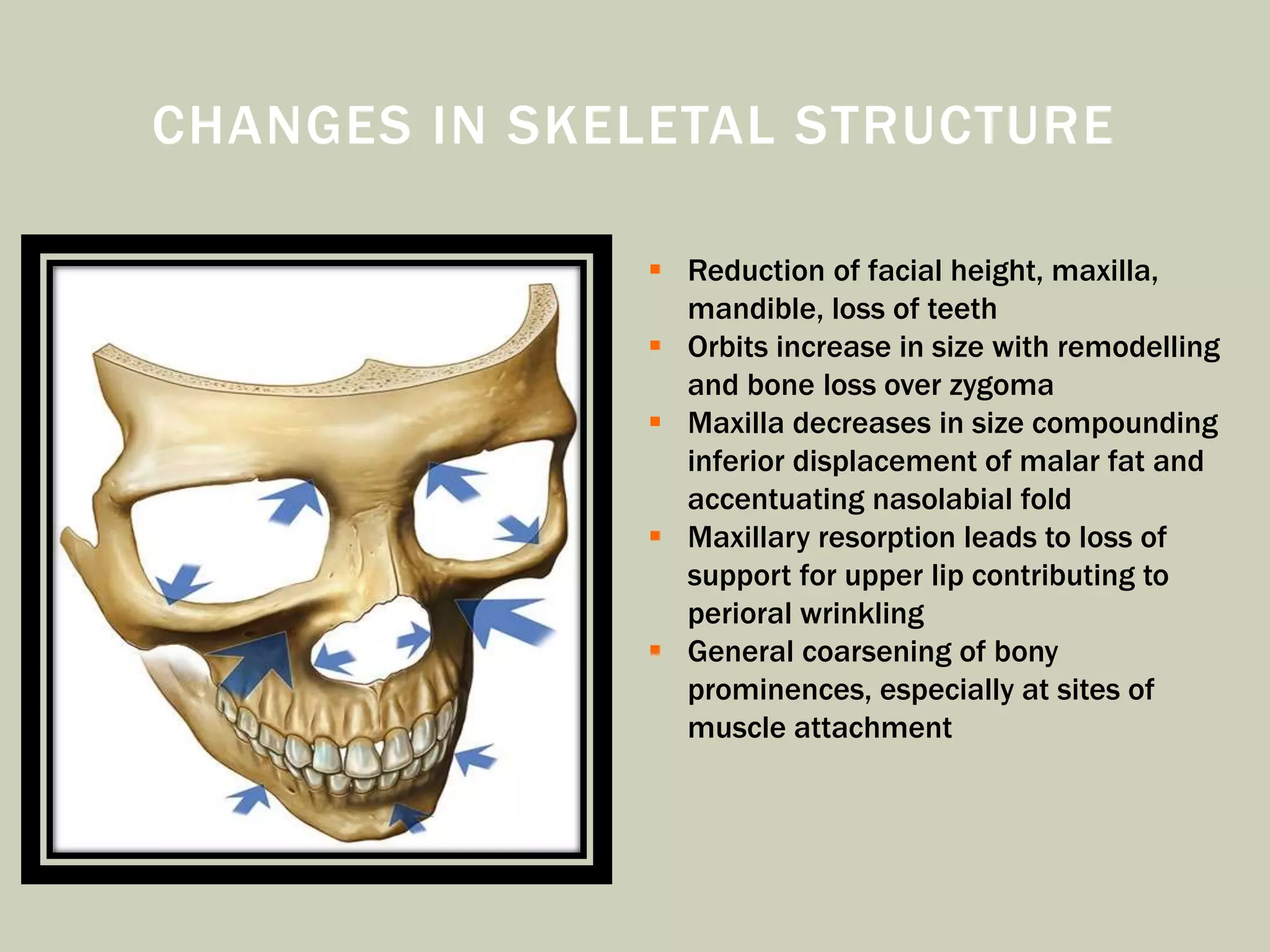CHANGES IN SKELETAL STRUCTURE
 Reduction of facial height, maxilla,
mandible, loss of teeth
 Orbits increase in size with remodelling
and bone loss over zygoma
 Maxilla decreases in size compounding
inferior displacement of malar fat and
accentuating nasolabial fold
 Maxillary resorption leads to loss of
support for upper lip contributing to
perioral wrinkling
 General coarsening of bony
prominences, especially at sites of
muscle attachment
 