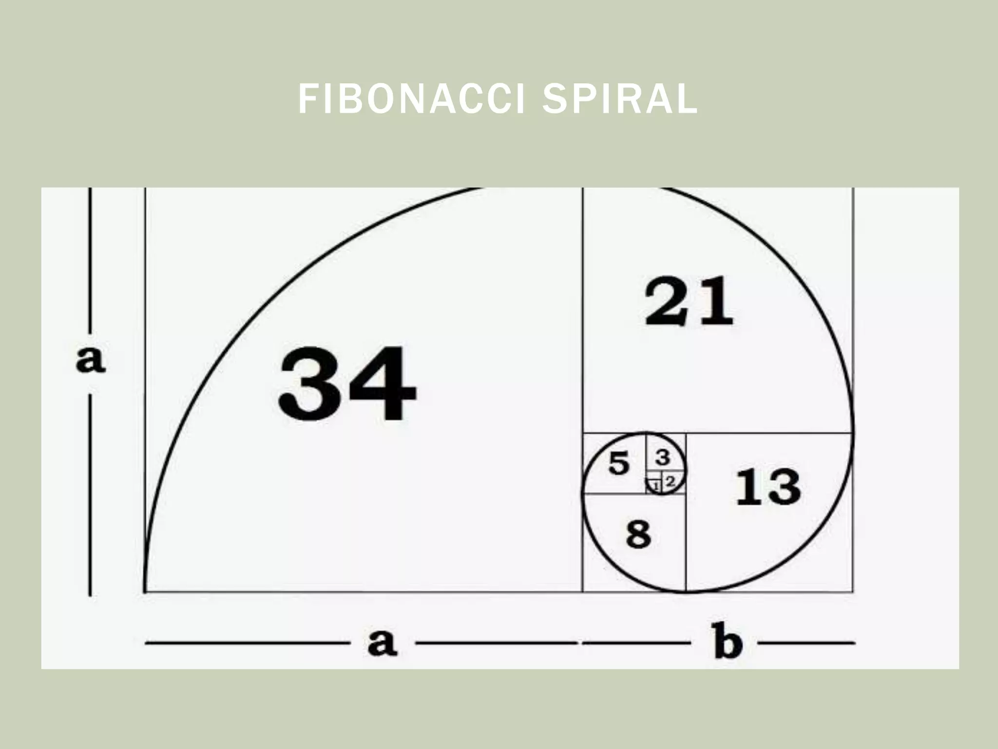 FIBONACCI SPIRAL
 