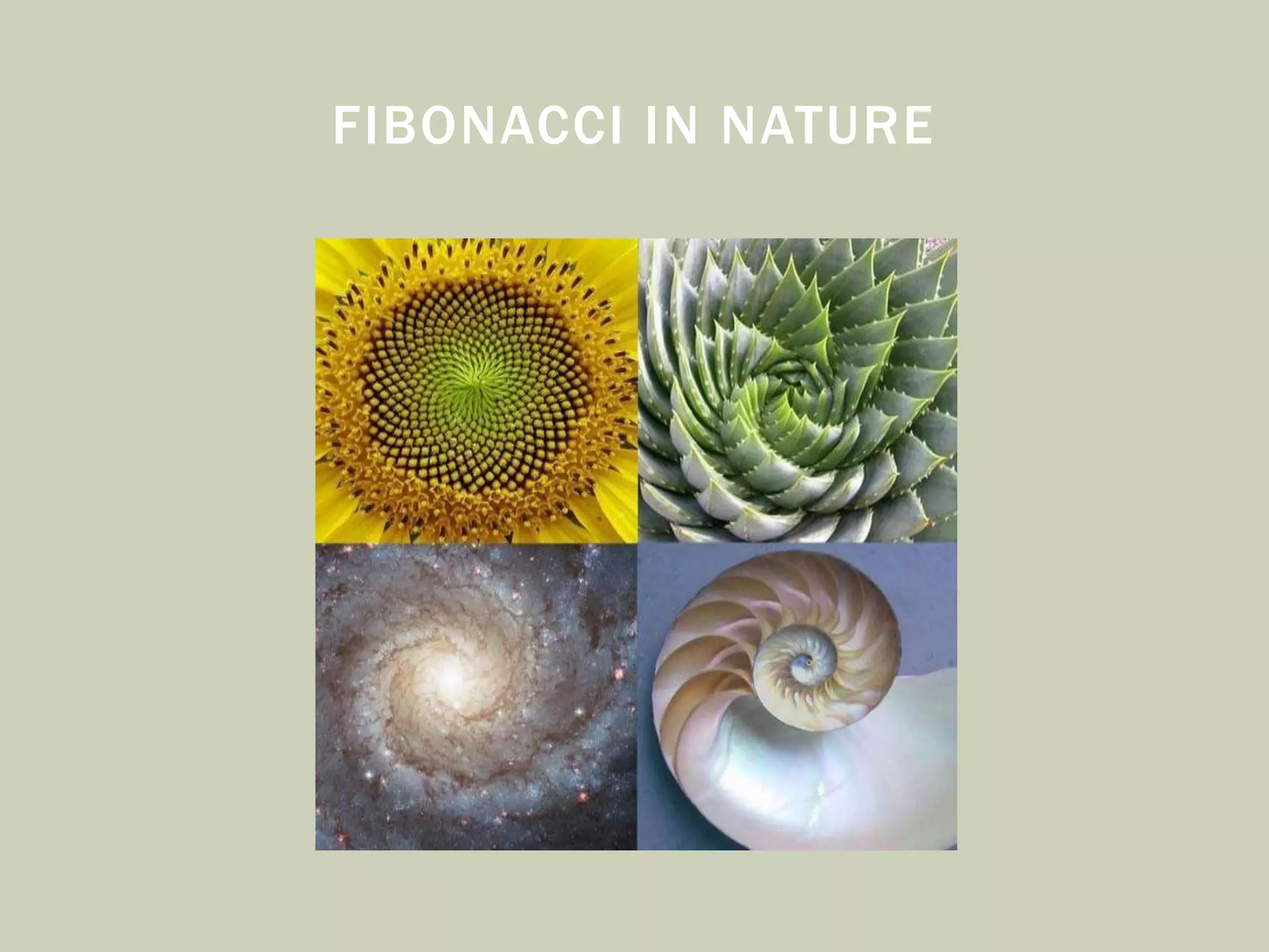 FIBONACCI IN NATURE
 