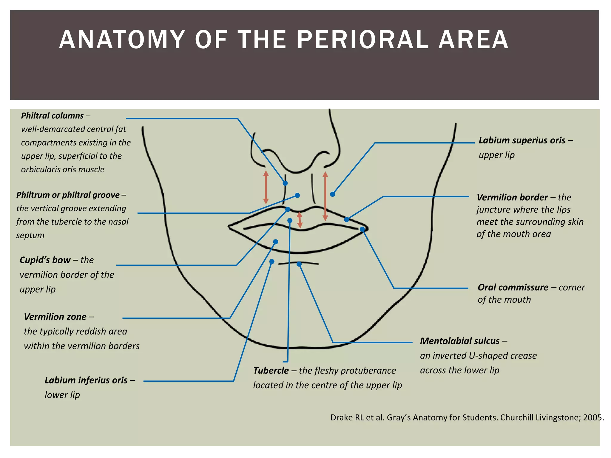 ANATOMY OF THE PERIORAL AREA
Oral commissure – corner
of the mouth
Vermilion border – the
juncture where the lips
meet the surrounding skin
of the mouth area
Labium superius oris –
upper lip
Mentolabial sulcus –
an inverted U-shaped crease
across the lower lip
Labium inferius oris –
lower lip
Vermilion zone –
the typically reddish area
within the vermilion borders
Cupid’s bow – the
vermilion border of the
upper lip
Tubercle – the fleshy protuberance
located in the centre of the upper lip
Philtrum or philtral groove –
the vertical groove extending
from the tubercle to the nasal
septum
Philtral columns –
well-demarcated central fat
compartments existing in the
upper lip, superficial to the
orbicularis oris muscle
Drake RL et al. Gray’s Anatomy for Students. Churchill Livingstone; 2005.
 