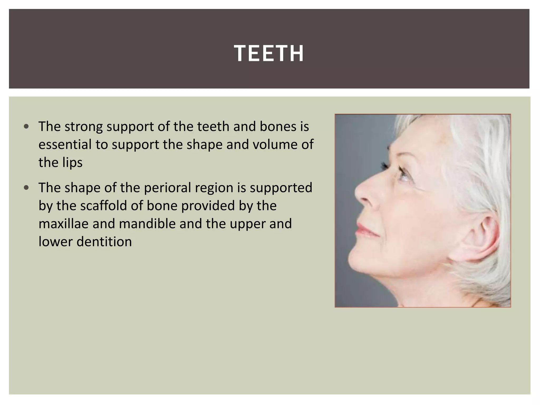 • The strong support of the teeth and bones is
essential to support the shape and volume of
the lips
• The shape of the perioral region is supported
by the scaffold of bone provided by the
maxillae and mandible and the upper and
lower dentition
TEETH
 