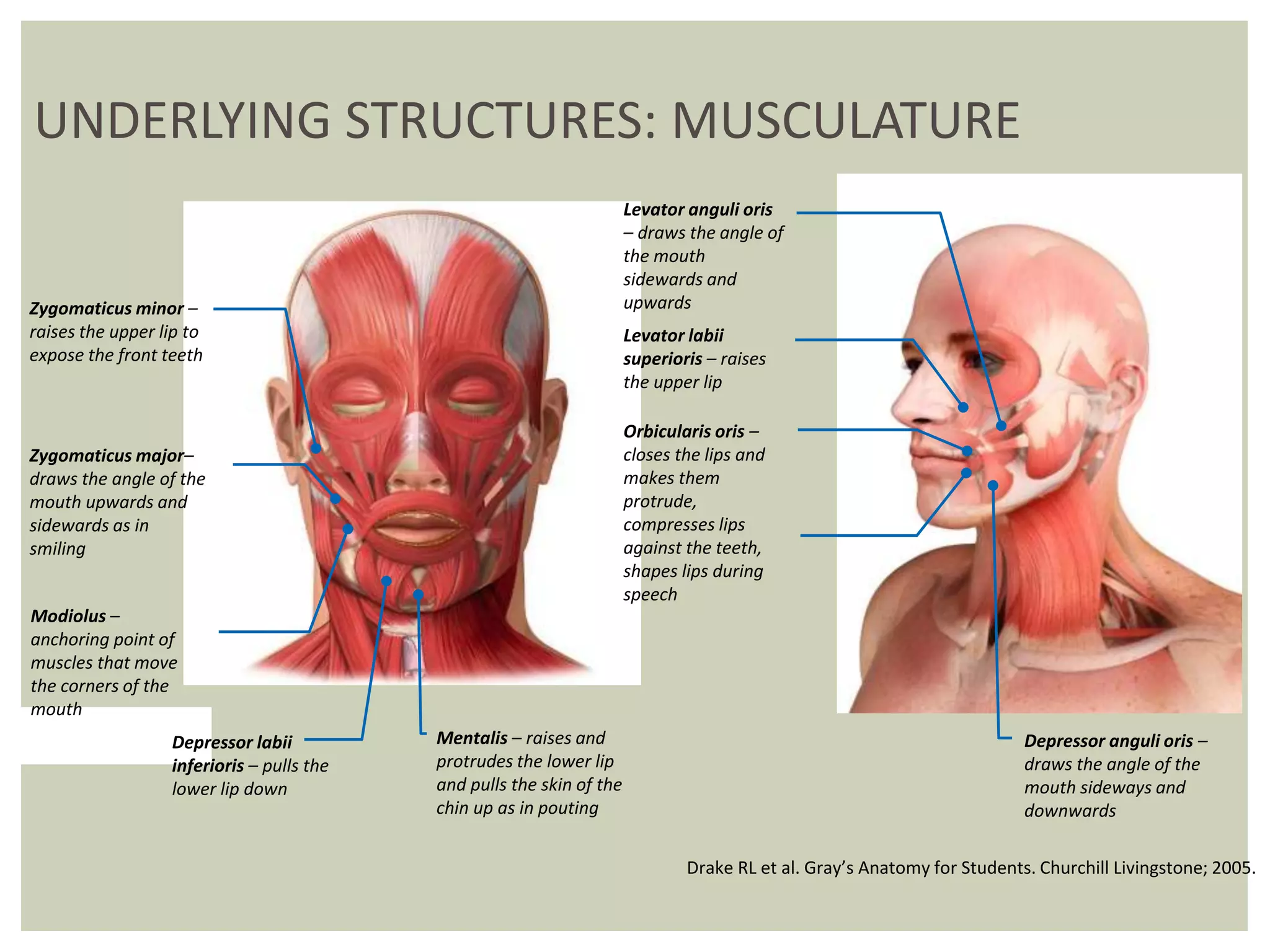 UNDERLYING STRUCTURES: MUSCULATURE
Zygomaticus minor –
raises the upper lip to
expose the front teeth
Zygomaticus major–
draws the angle of the
mouth upwards and
sidewards as in
smiling
Modiolus –
anchoring point of
muscles that move
the corners of the
mouth
Mentalis – raises and
protrudes the lower lip
and pulls the skin of the
chin up as in pouting
Depressor labii
inferioris – pulls the
lower lip down
Depressor anguli oris –
draws the angle of the
mouth sideways and
downwards
Orbicularis oris –
closes the lips and
makes them
protrude,
compresses lips
against the teeth,
shapes lips during
speech
Levator labii
superioris – raises
the upper lip
Levator anguli oris
– draws the angle of
the mouth
sidewards and
upwards
Drake RL et al. Gray’s Anatomy for Students. Churchill Livingstone; 2005.
 