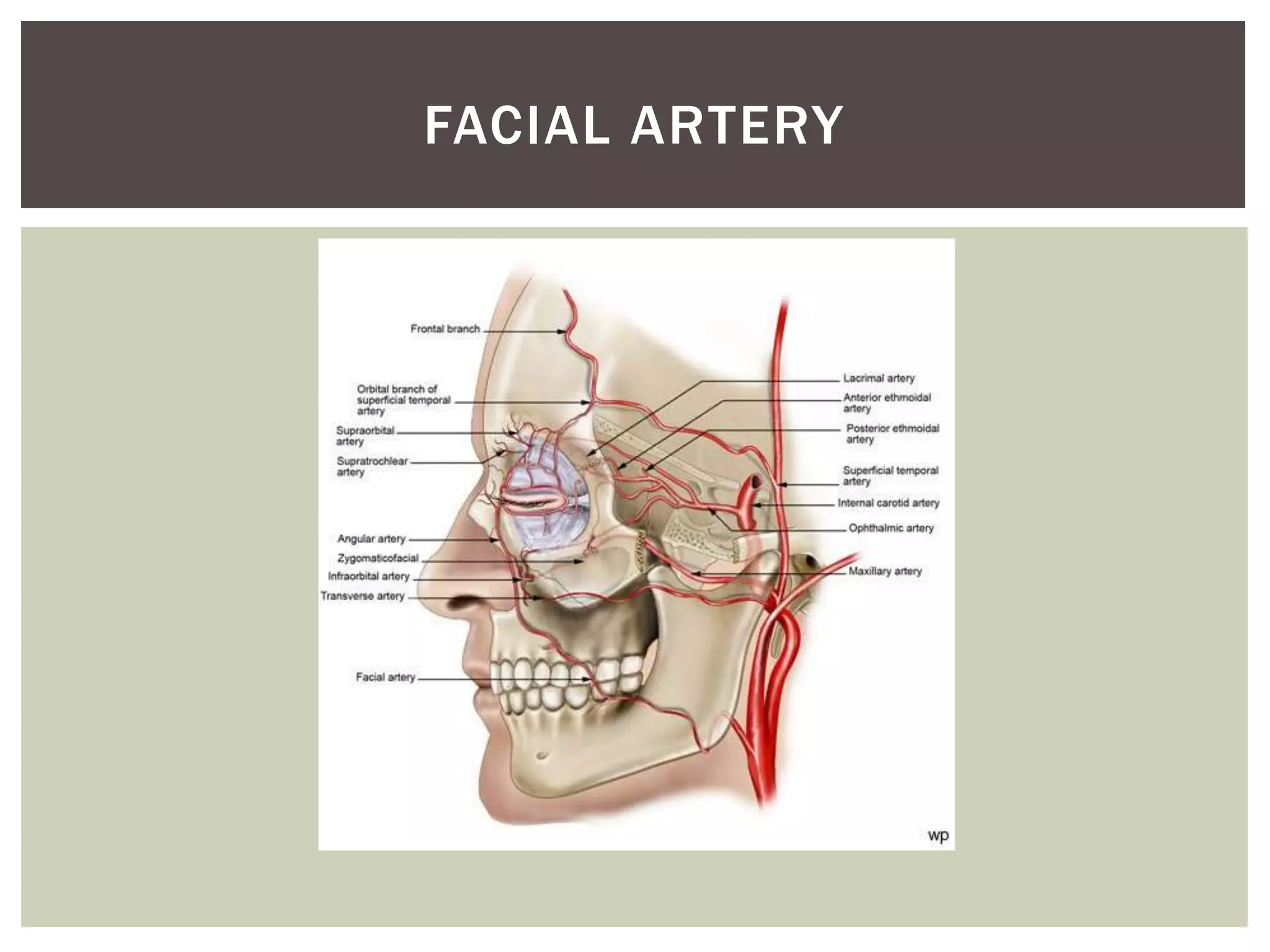 FACIAL ARTERY
 